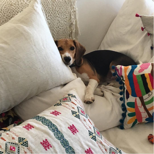 Barbie the Beagle