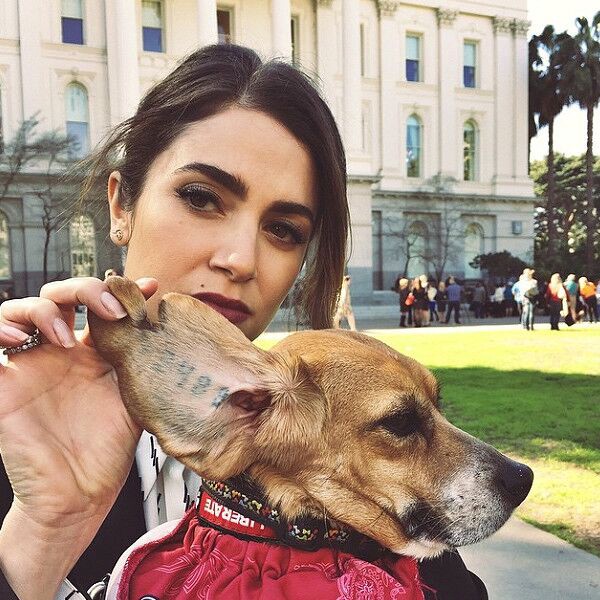 Nikki Reed Beagle