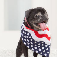 Numerous animal shelters raise funds on Bonfire